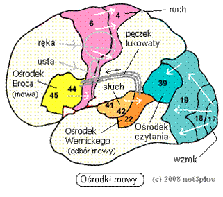 Mózg